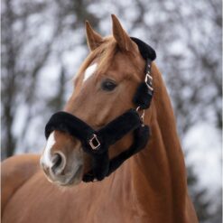 Equitheme Teddy w. Rose Gold Halter
