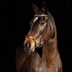 Horze Bergen Remont Bridle