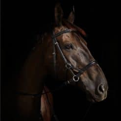Horze Denver Bitless Sidepull Bridle