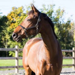 Horze Fremont Leather Halter