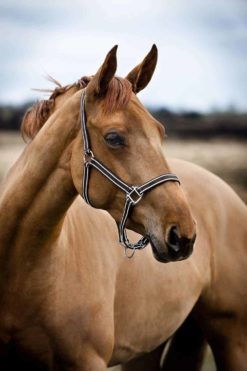 Horze Nice Halter
