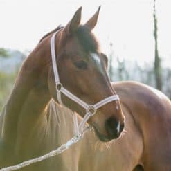 Horze Nice Halter – Cobblestone Grey