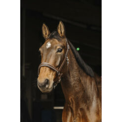 Norton Pro Leather Rock Halter