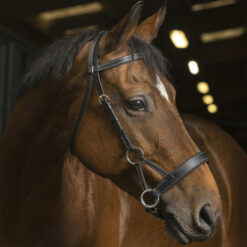 Norton Pro Side Pull Comfort Bridle